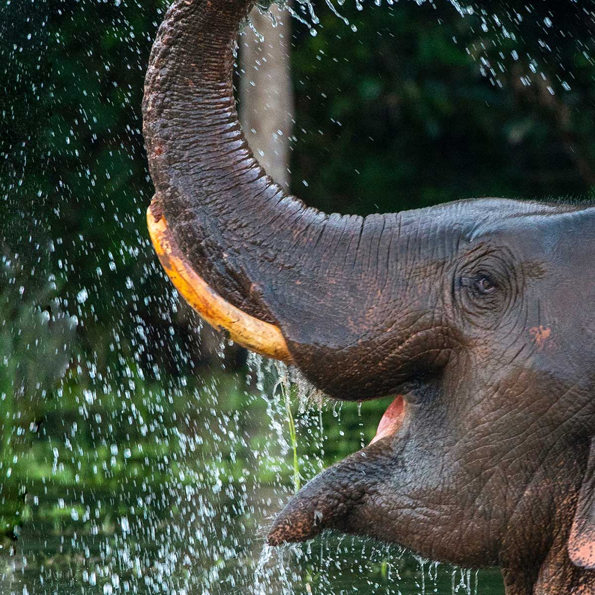 Tableau éléphant sauvage éclaboussures d’eau tropicales toile imprimée, HEXOA