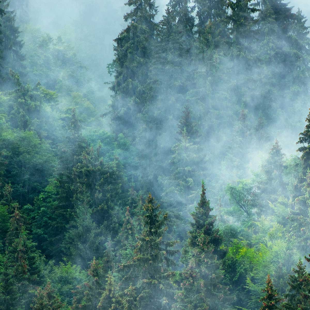 Affiche encadrée – Forêt de conifères dans la brume affiche + cadre en métal - noir, HEXOA