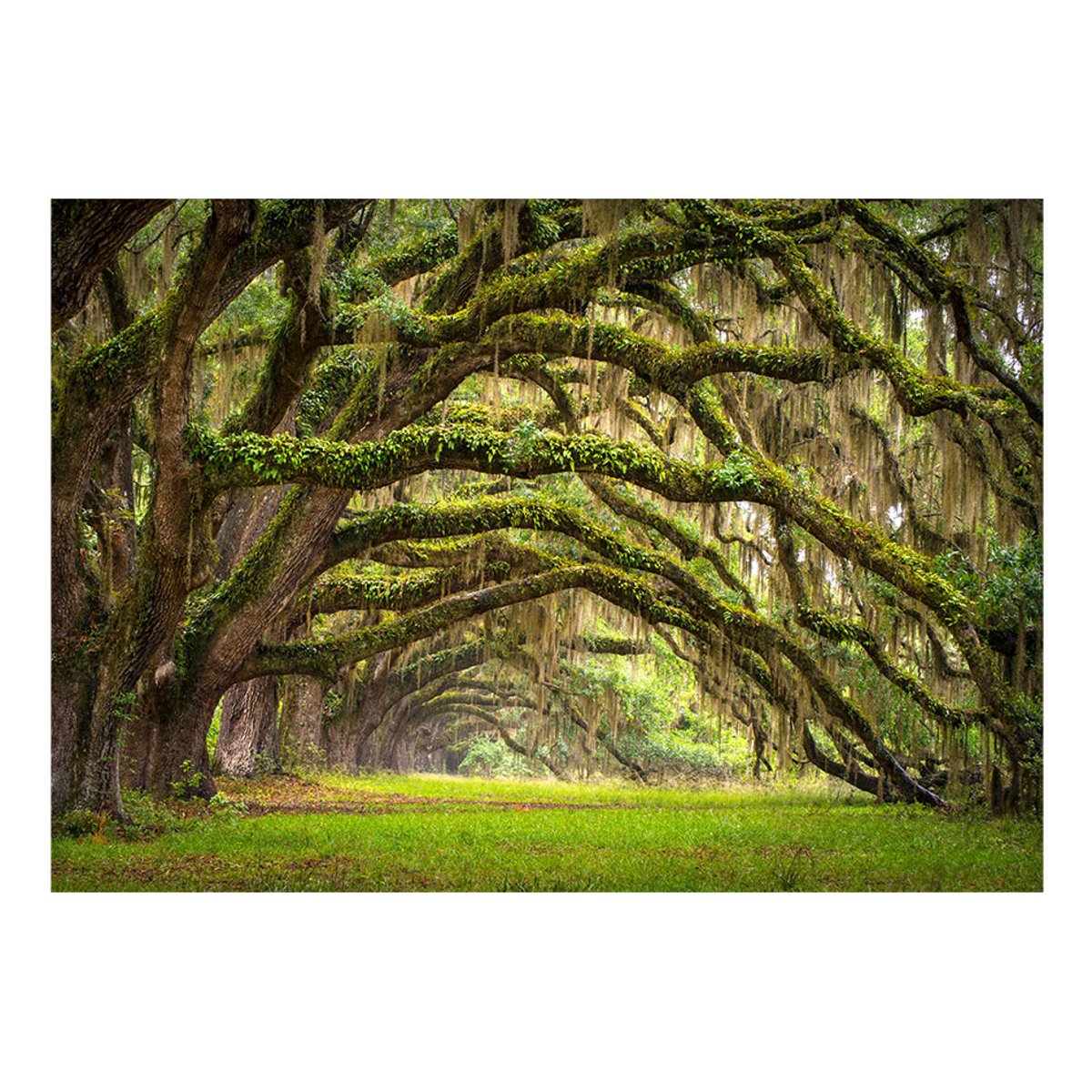 Papier peint intissé panoramique Paysage Tree embrace vert, EDEN