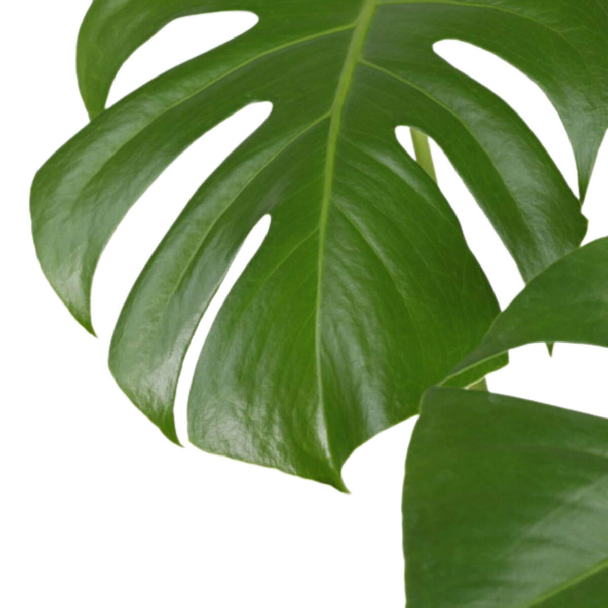 Planta Monstera deliciosa + vaso havana natural, da BIOMA branco, BIOMA PLANTS