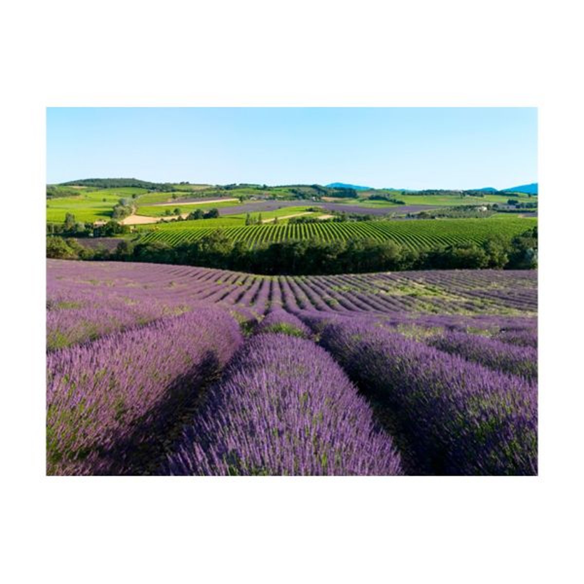 Papier peint intissé panoramique Fleurs Champs de lavande vert, EDEN