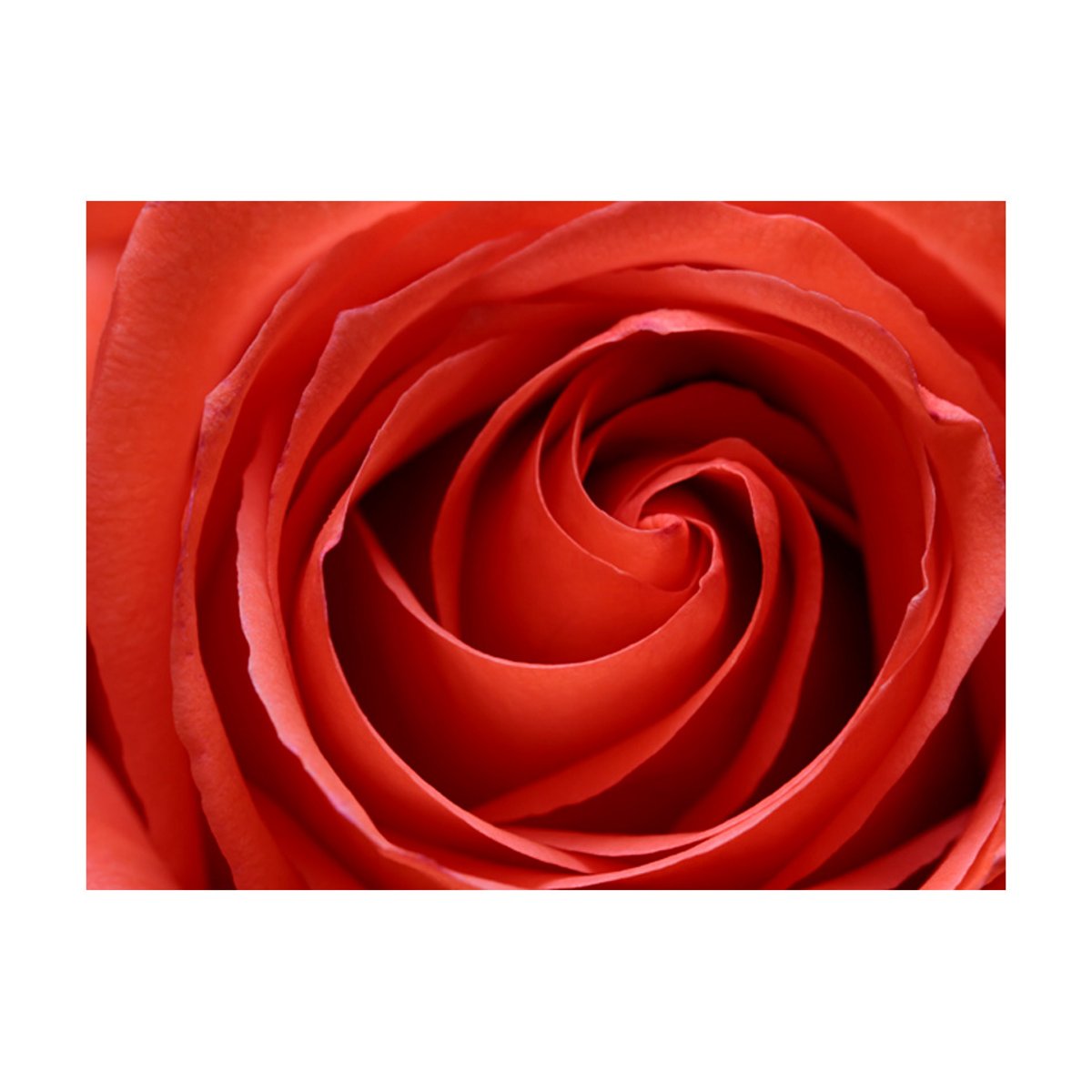 Papier peint intissé panoramique Fleurs L'éveil de la rose noir, EDEN