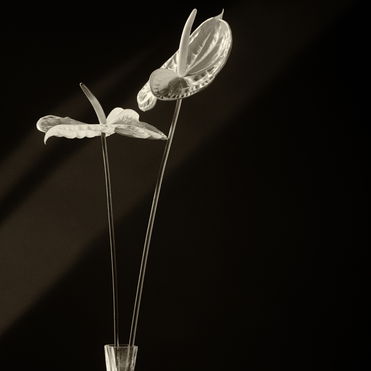 Tige d'anthurium artificielle H67 blanc, SIA DECO