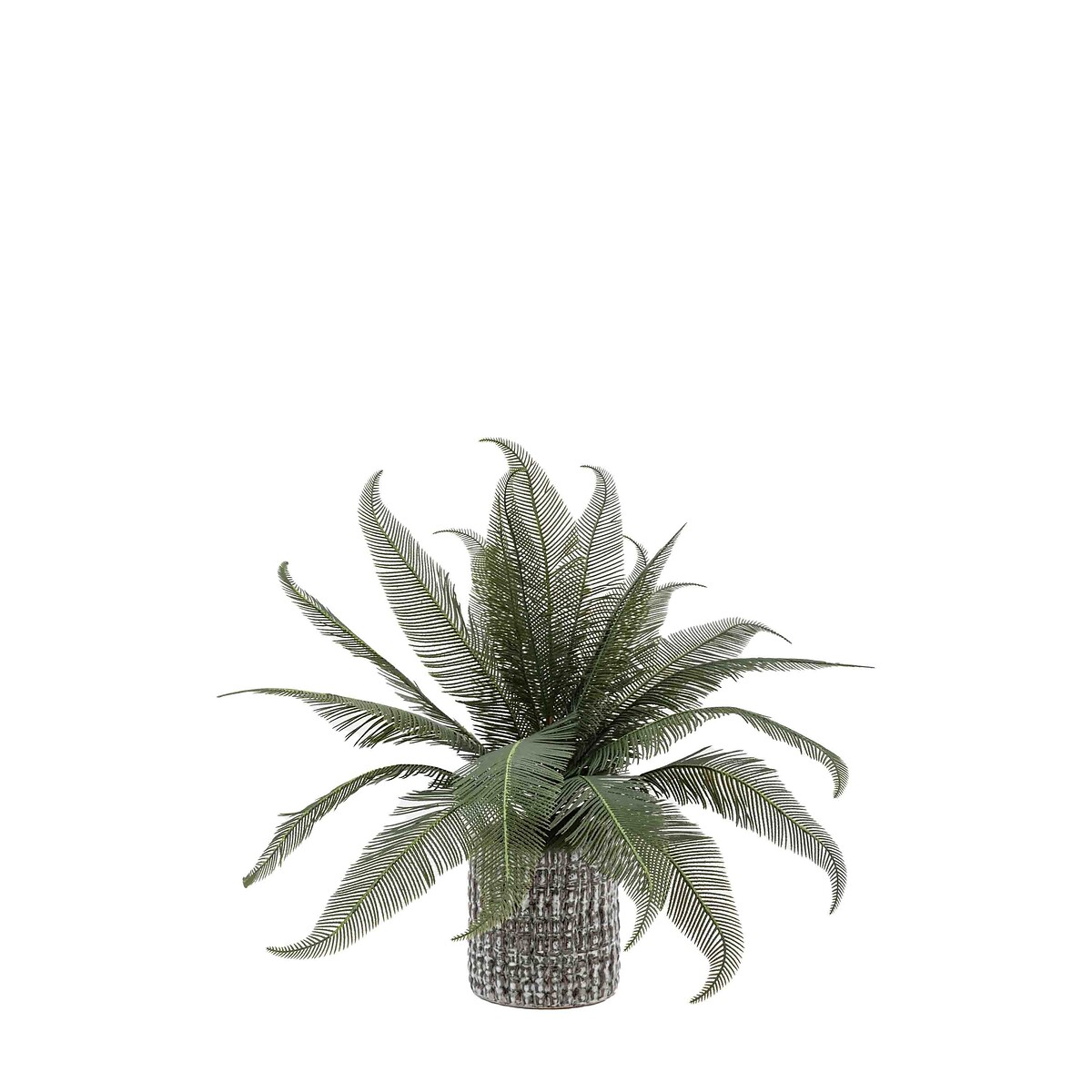Wide Fern in Concrete Pot grey, ÉDITÉ