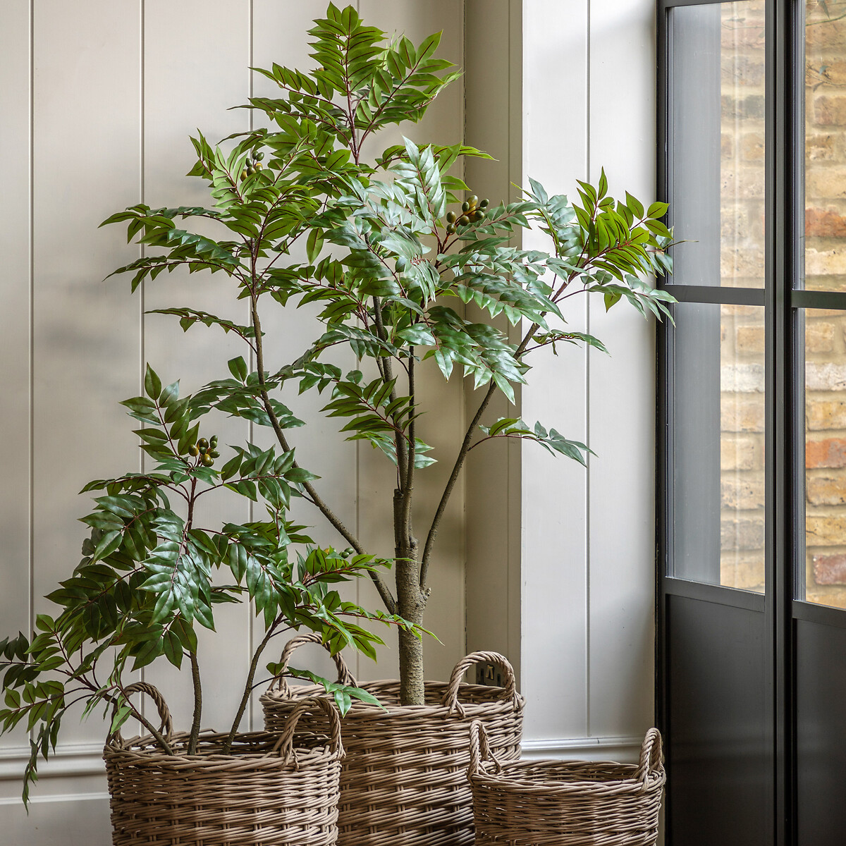 3ft Potted Chinese White Olive Tree dark green/light green, ÉDITÉ