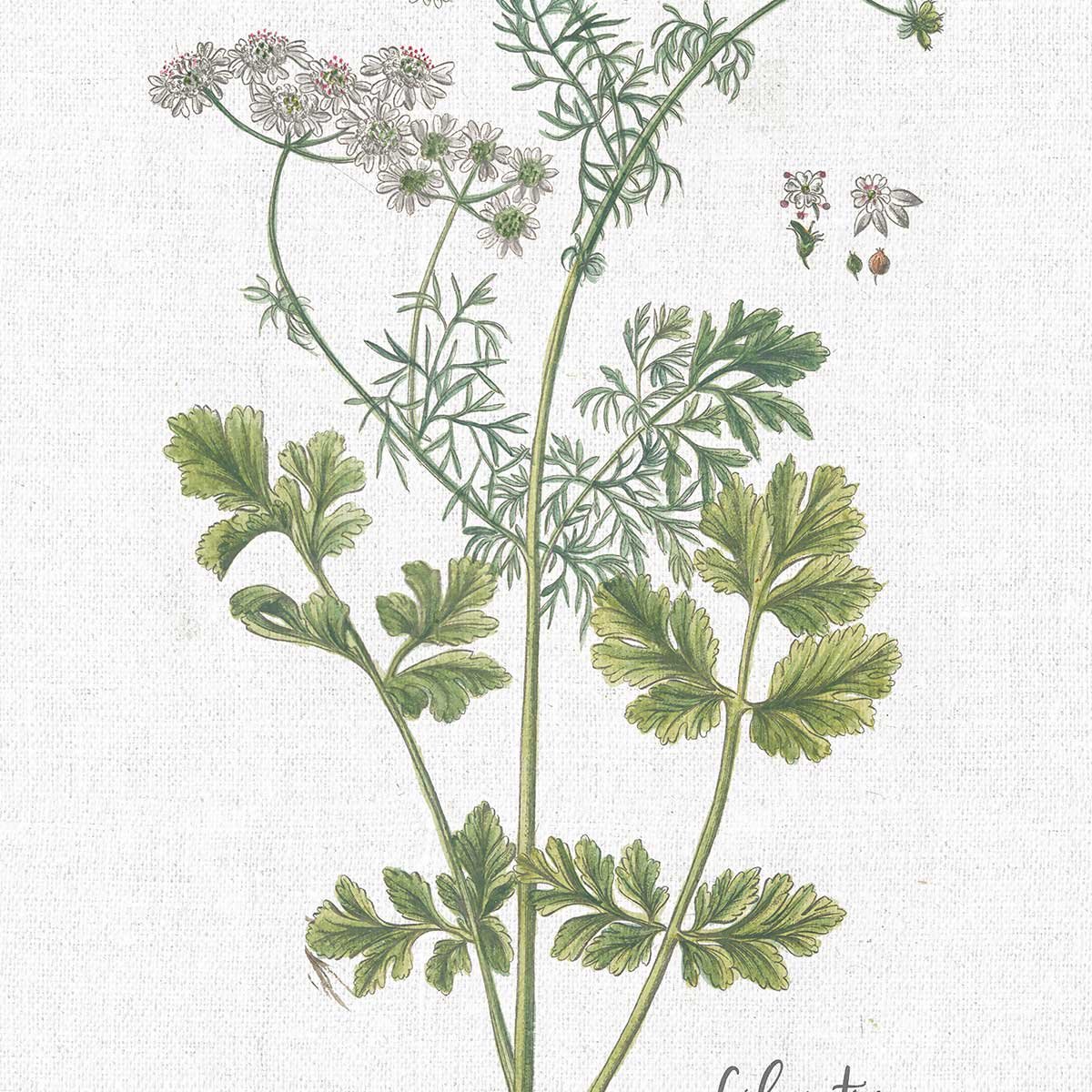 Affiche fleurs Coriandre dessinée affiche + cadre en bois - noir, HEXOA