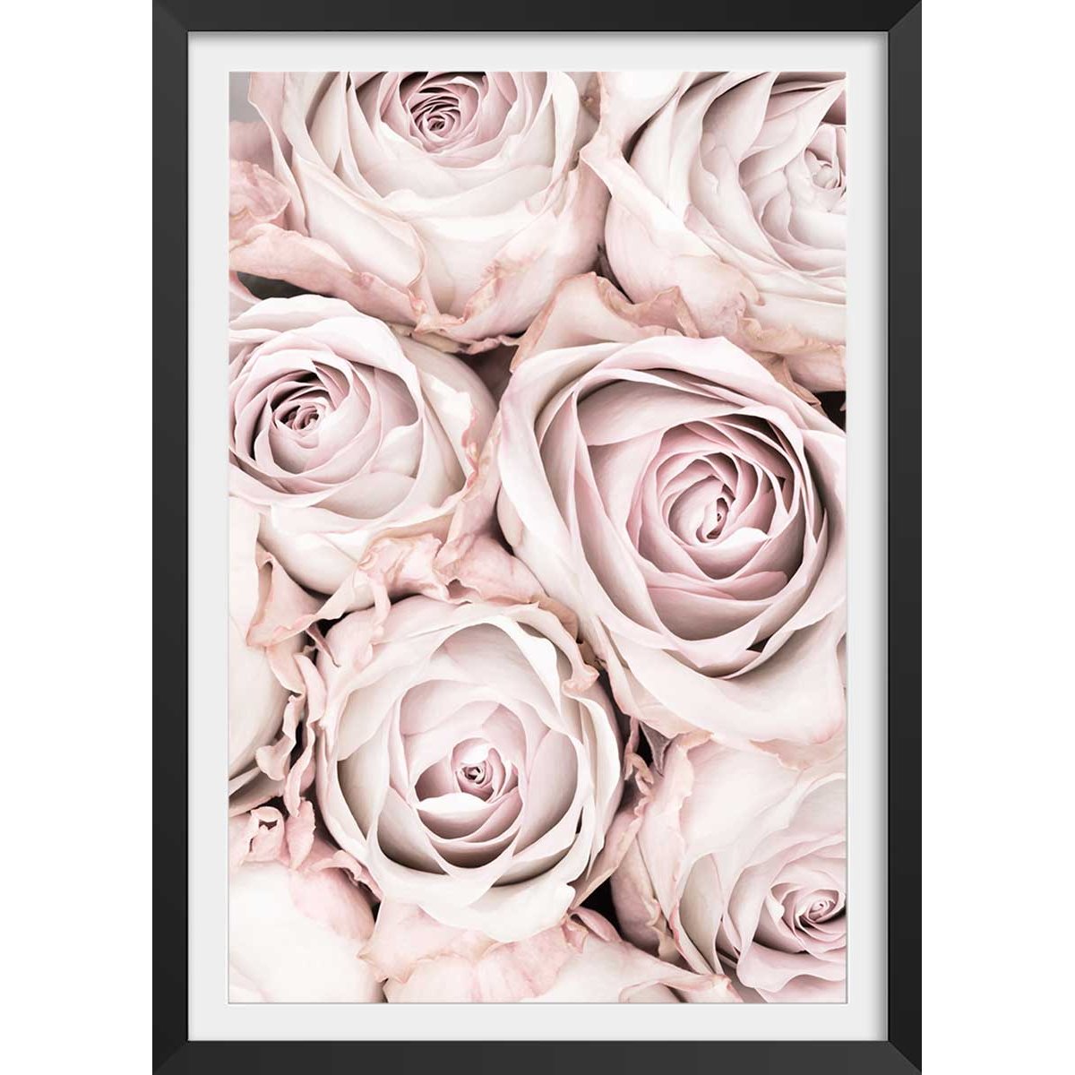 Affiche rosa alba affiche + cadre en bois - noir, HEXOA