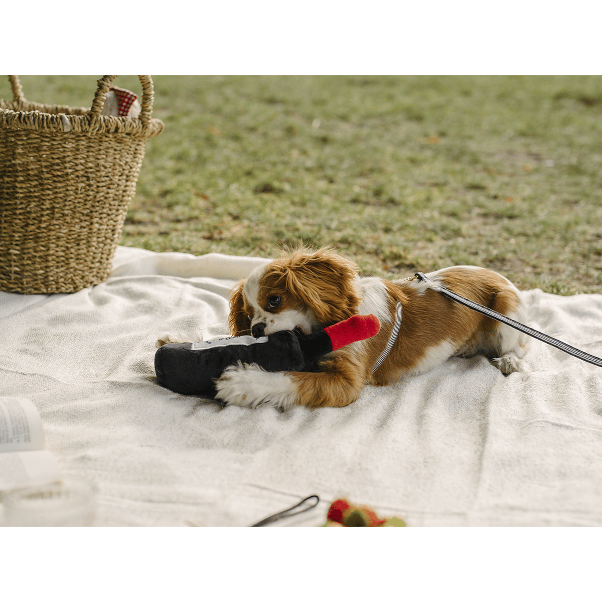 Jouet pour chien Bouteille couleur unique, FRENCH BANDIT