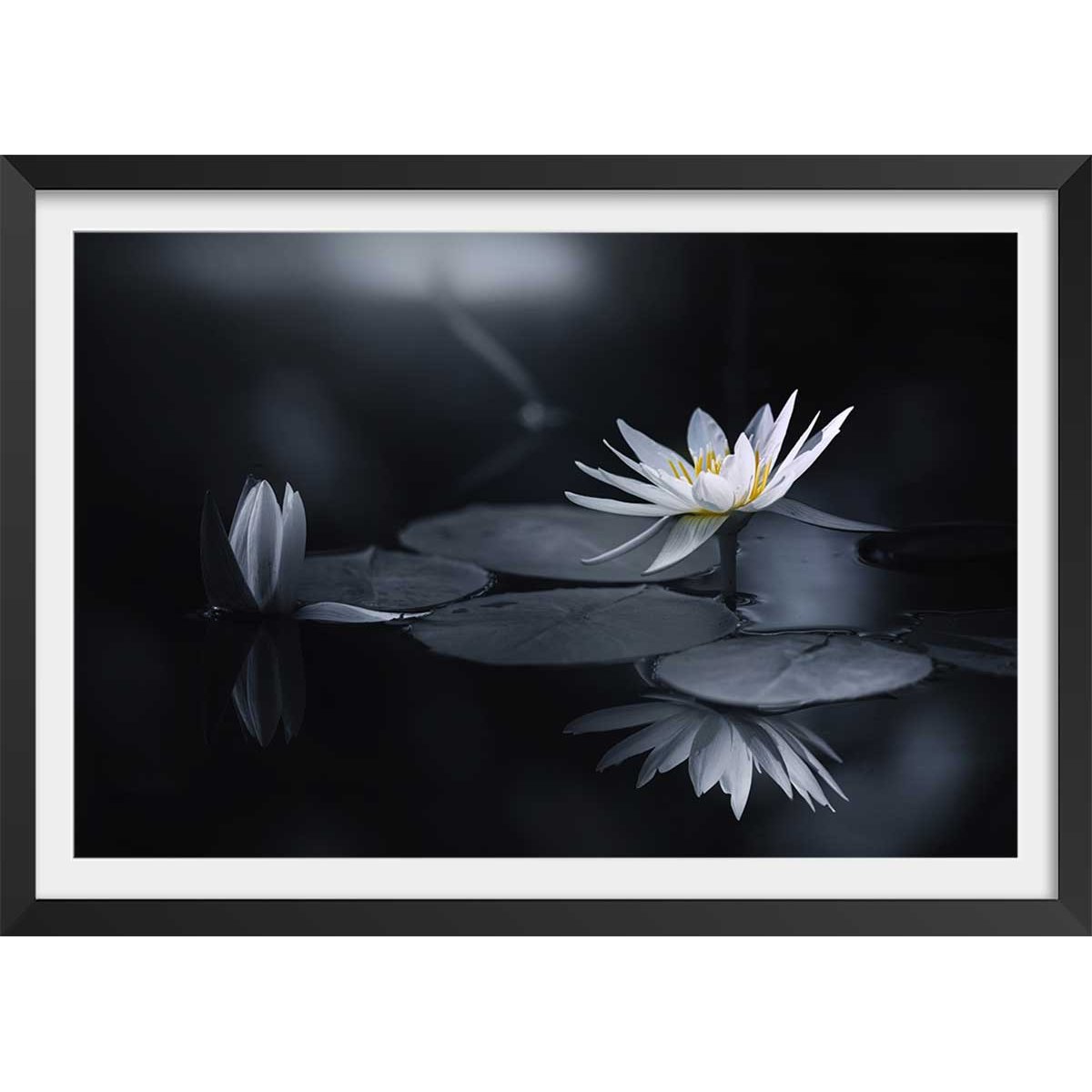 Affiche fleurs Alba nénuphar affiche + cadre en bois - noir, HEXOA