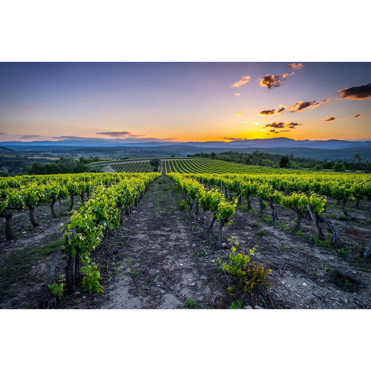 Tableau Tableau photo vineyard tableau alu dibond, HEXOA