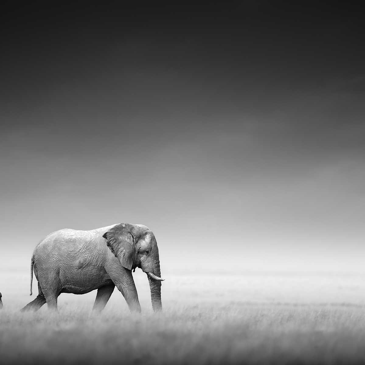 Tableau animaux artistic processing tableau alu dibond, HEXOA