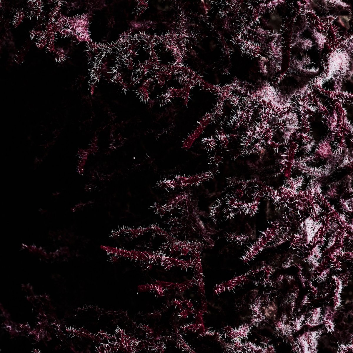 Couronne de noël décorative de branchages artificiels D30 NOËL violet, SIA DECO