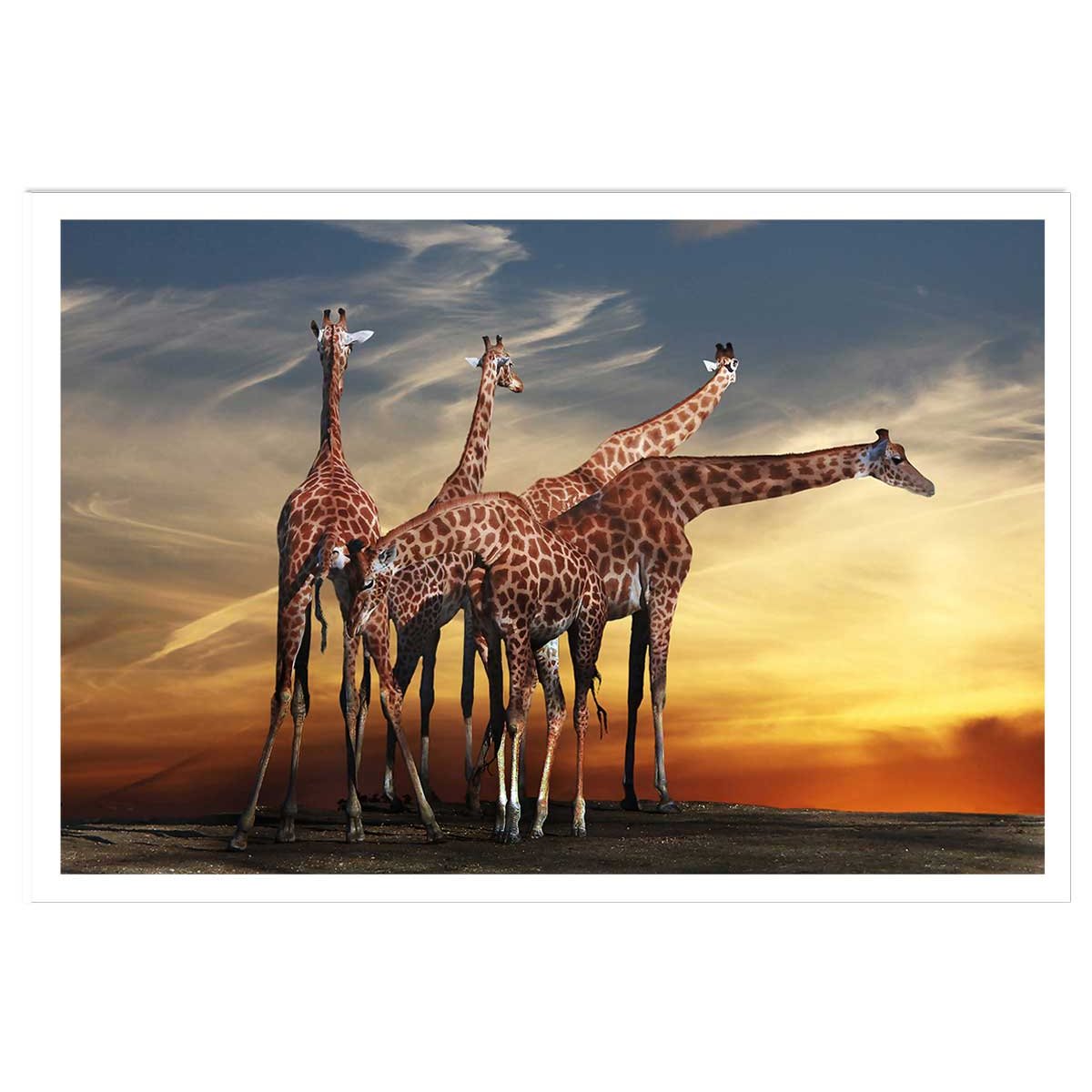 Affiche animaux girafes meeting affiche seule, HEXOA