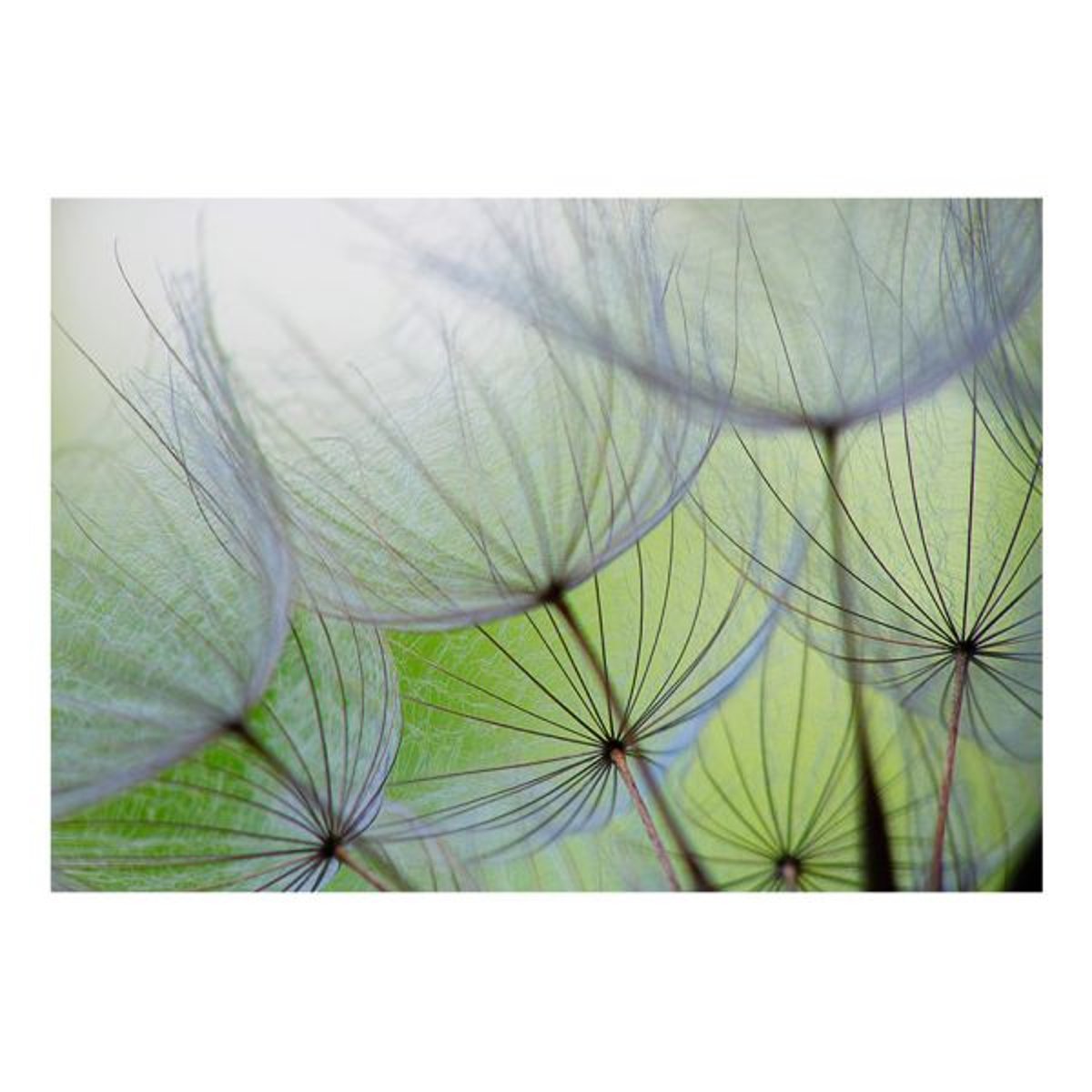 Papier peint intissé panoramique Fleurs Moments futiles vert, EDEN