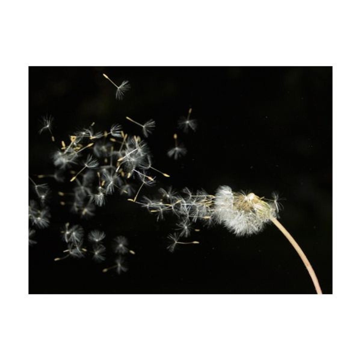 Papier peint intissé panoramique Fleurs Graines de dent-de-lion emportées par le vent noir, EDEN