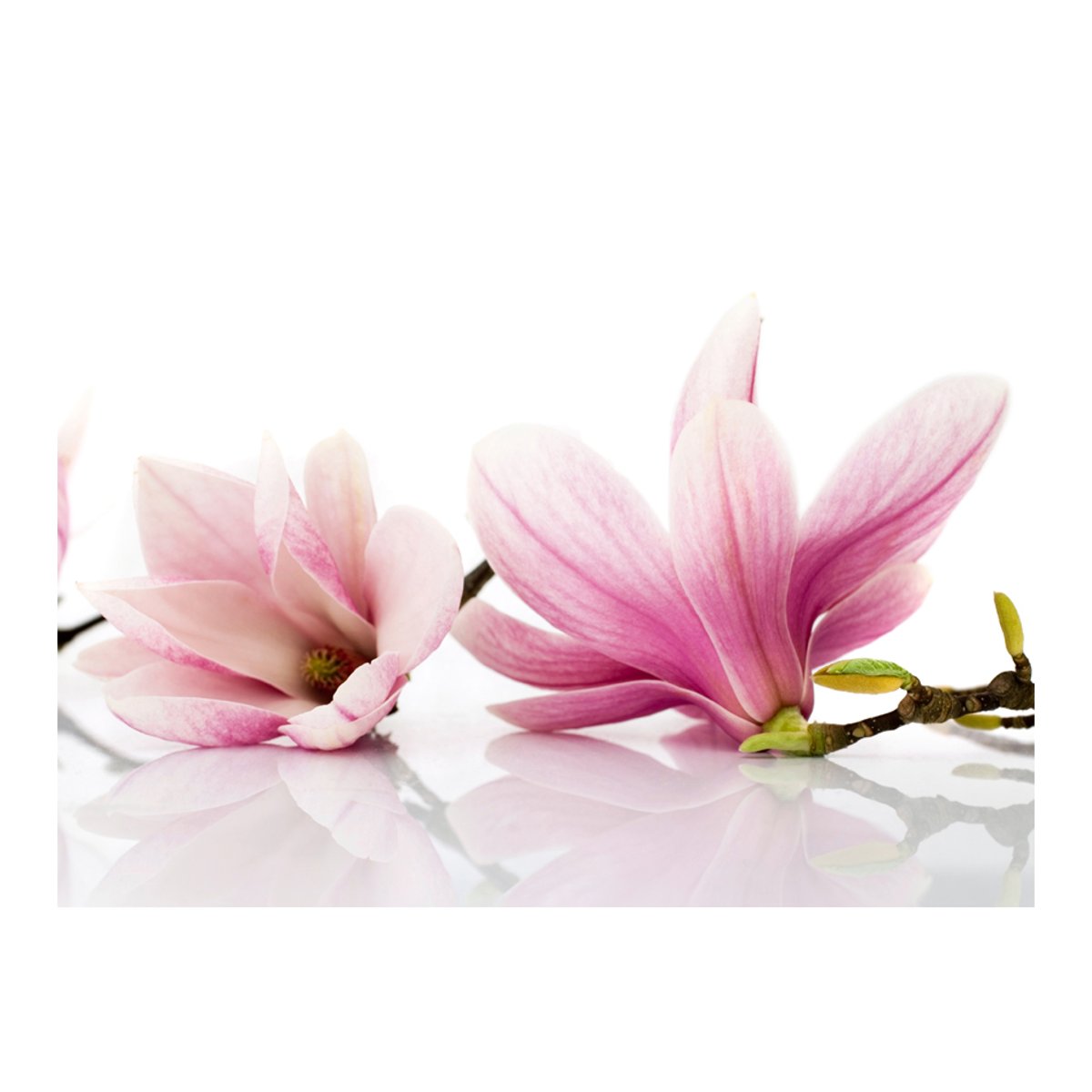 Papier peint intissé panoramique Fleurs Fleur de magnolia gris / argent, EDEN