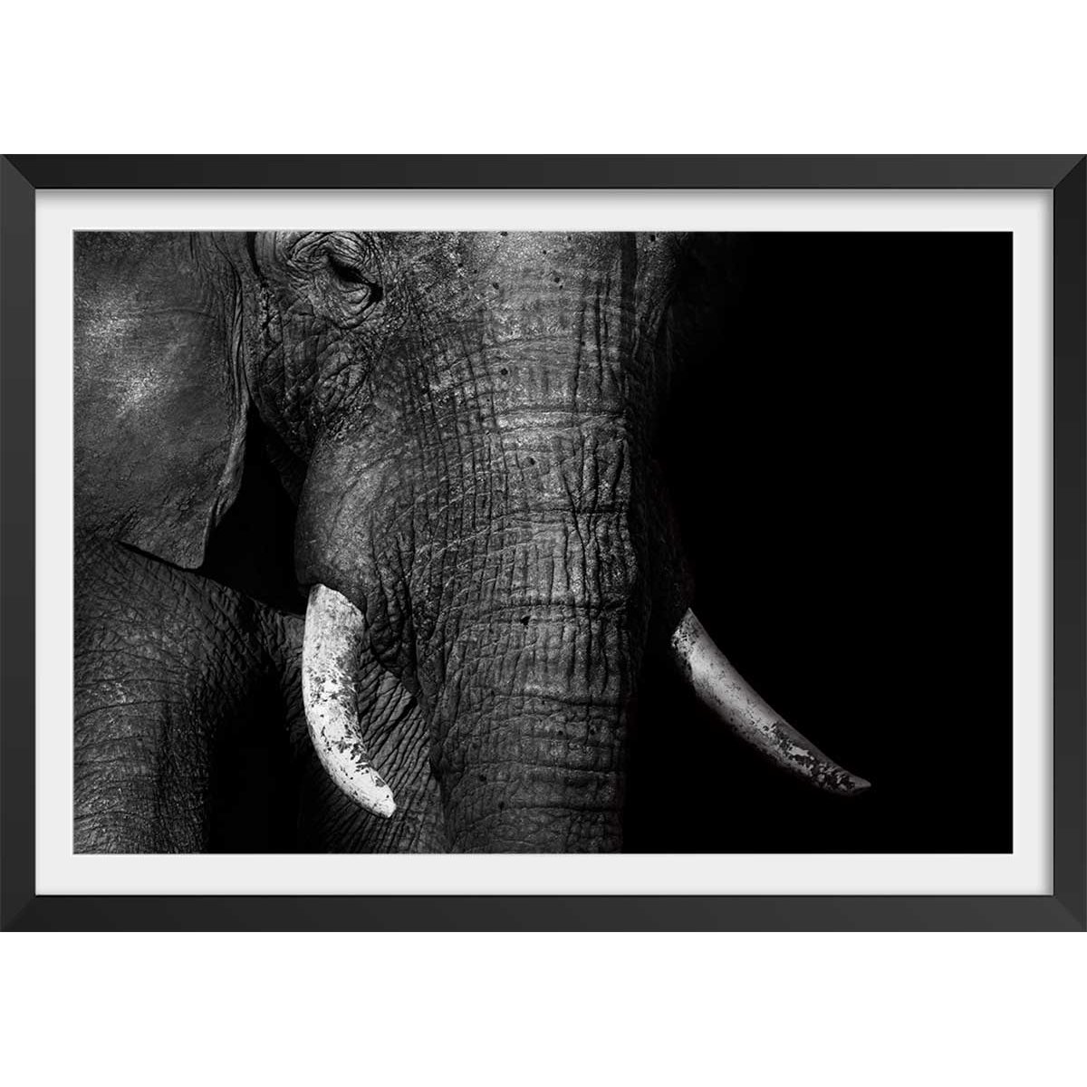 Affiche animaux éléphantloxodonta africana affiche + cadre en bois - noir, HEXOA