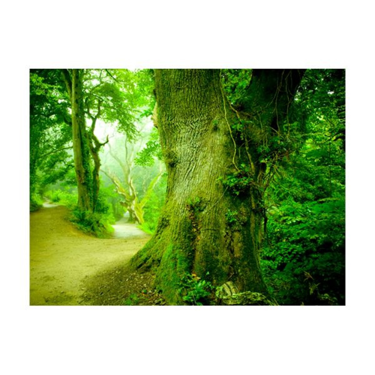 Papier peint intissé panoramique Paysage Chemin forestier vert, EDEN