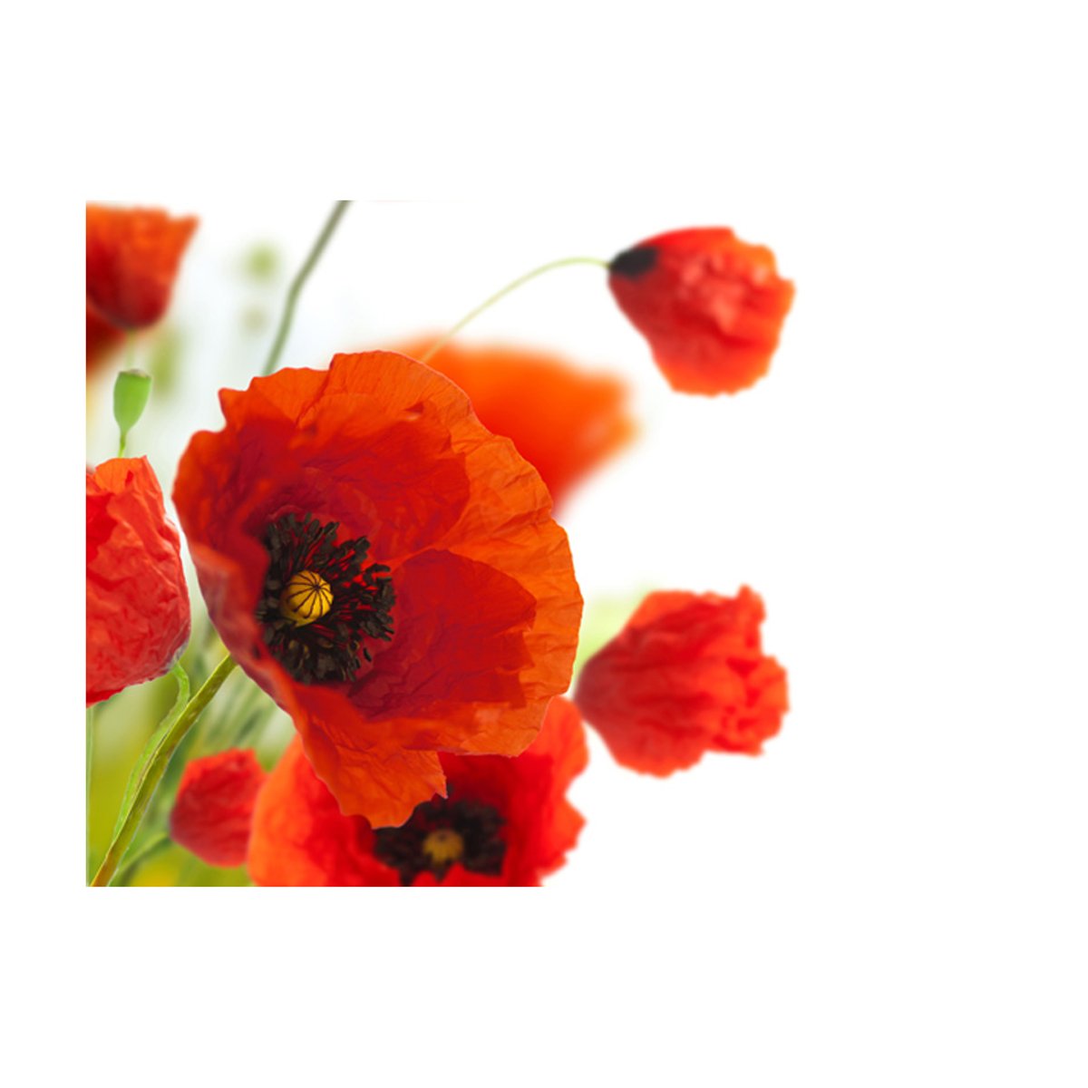 Papier peint intissé panoramique Fleurs Poppies on the wihite background noir, EDEN