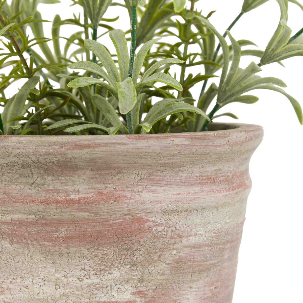 30cm Potted Rustic White Lavendar in Terracotta Pot purple, ÉDITÉ