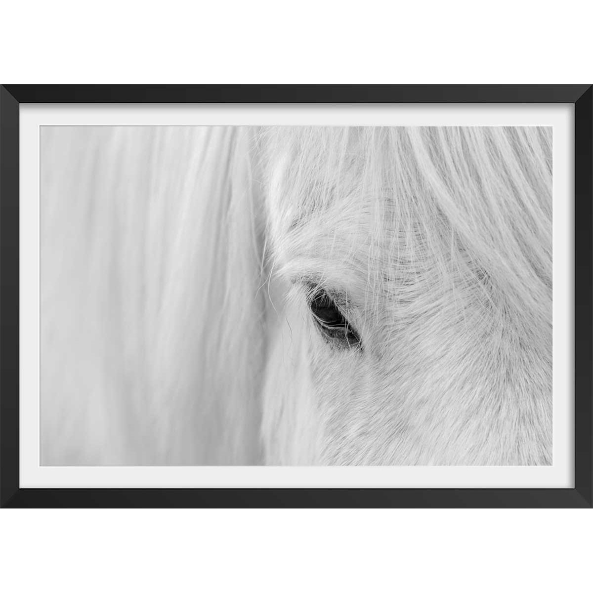 Poster cheval blanc d' islande affiche + cadre en bois - noir, HEXOA
