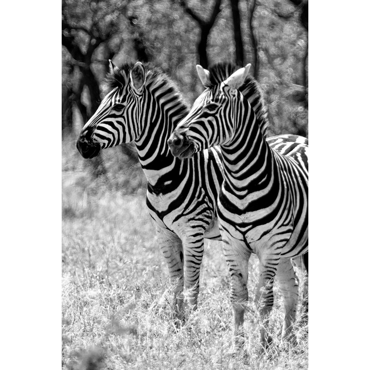 Tableau animaux zebre en duo tableau alu dibond, HEXOA