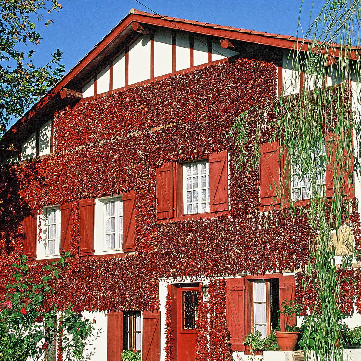 Tableau Mural Piments D'espelette ARCHITECTURE tableau en verre, CEANOTHE