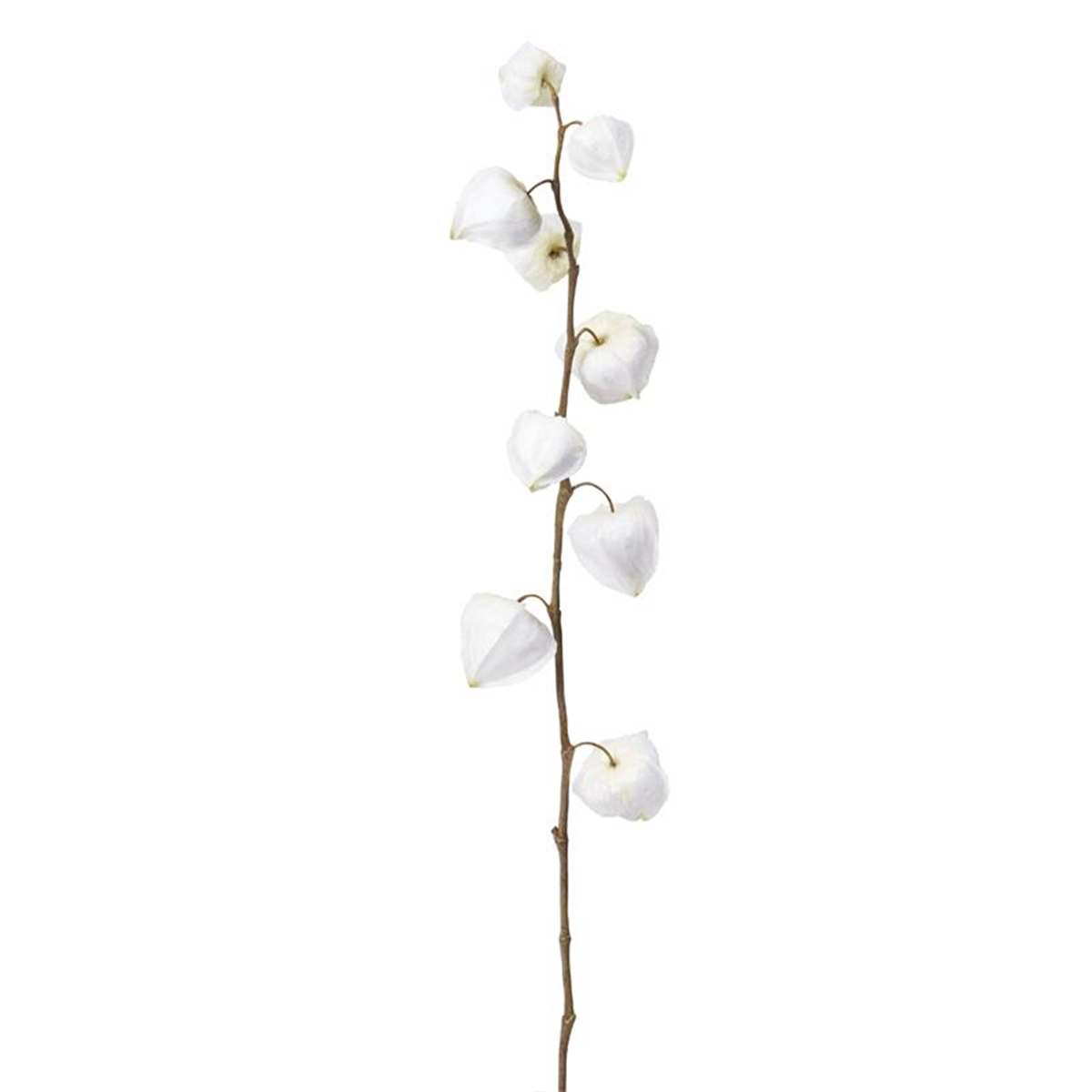 Tige de physalis artificielle H54 bordeaux, SIA DECO