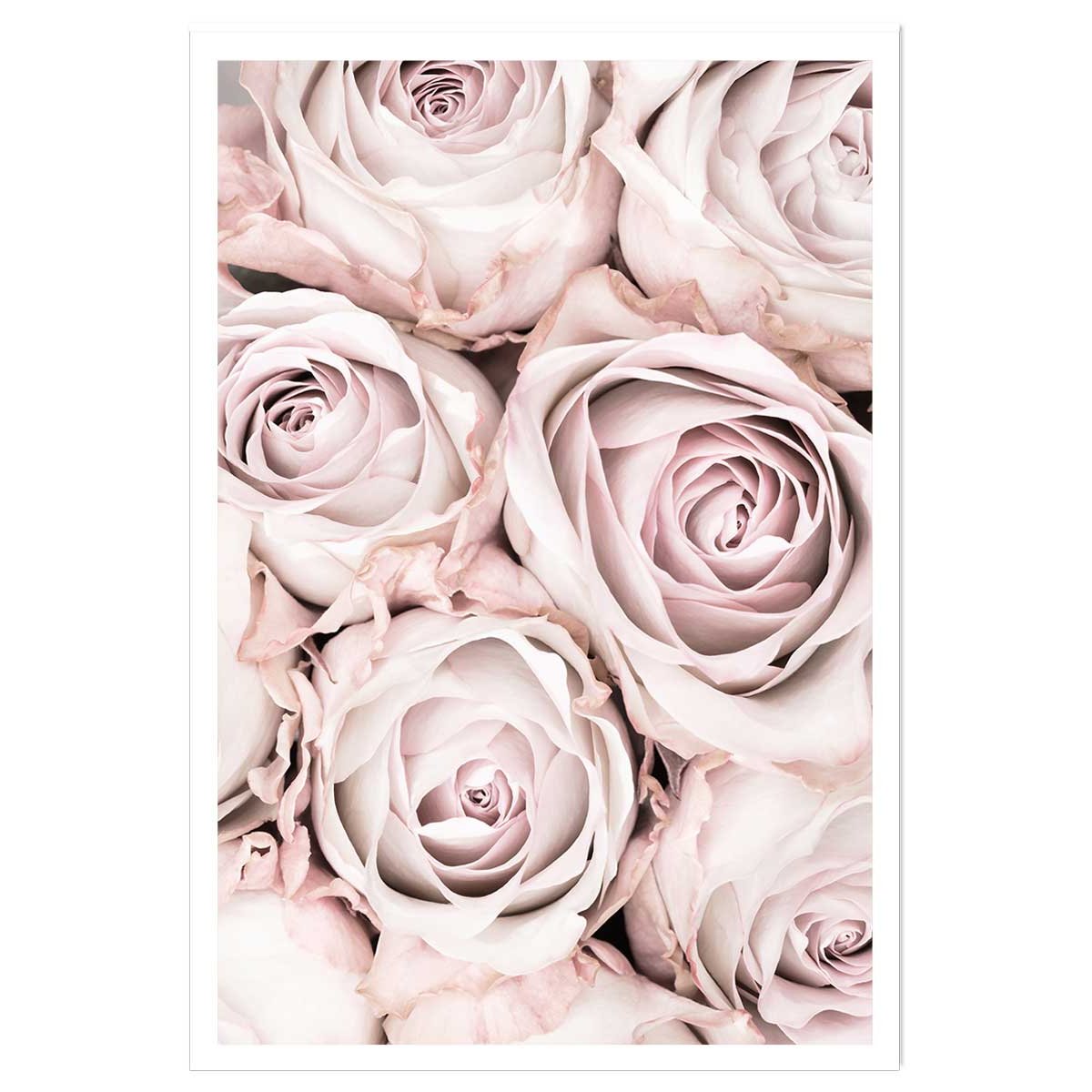 Affiche rosa alba affiche seule, HEXOA