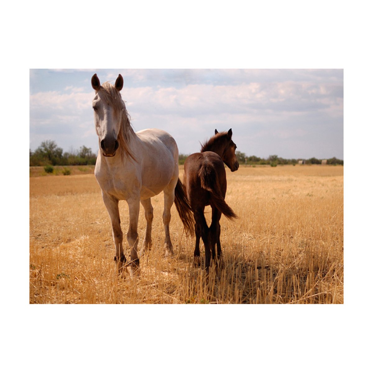 Papier peint intissé panoramique Animaux Cheval et poulain beige, EDEN