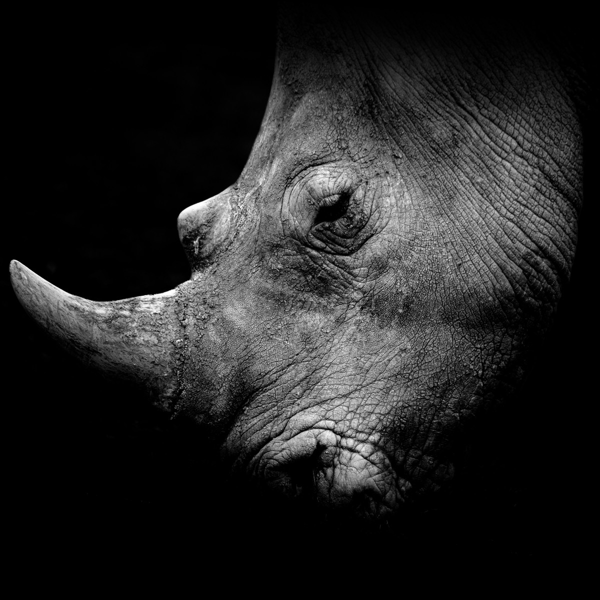 Tableau Sur Toile Portrait Rhinocéros De Profil ANIMAUX tableaux sur toile-noir & blanc, CEANOTHE