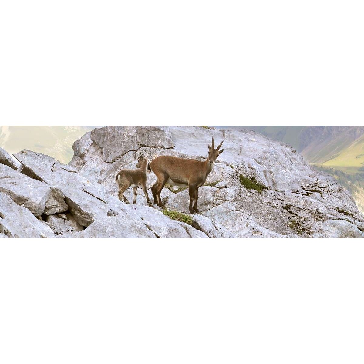 Tableau Mural Famille Chamois ANIMAUX tableaux sur toile-gris, CEANOTHE
