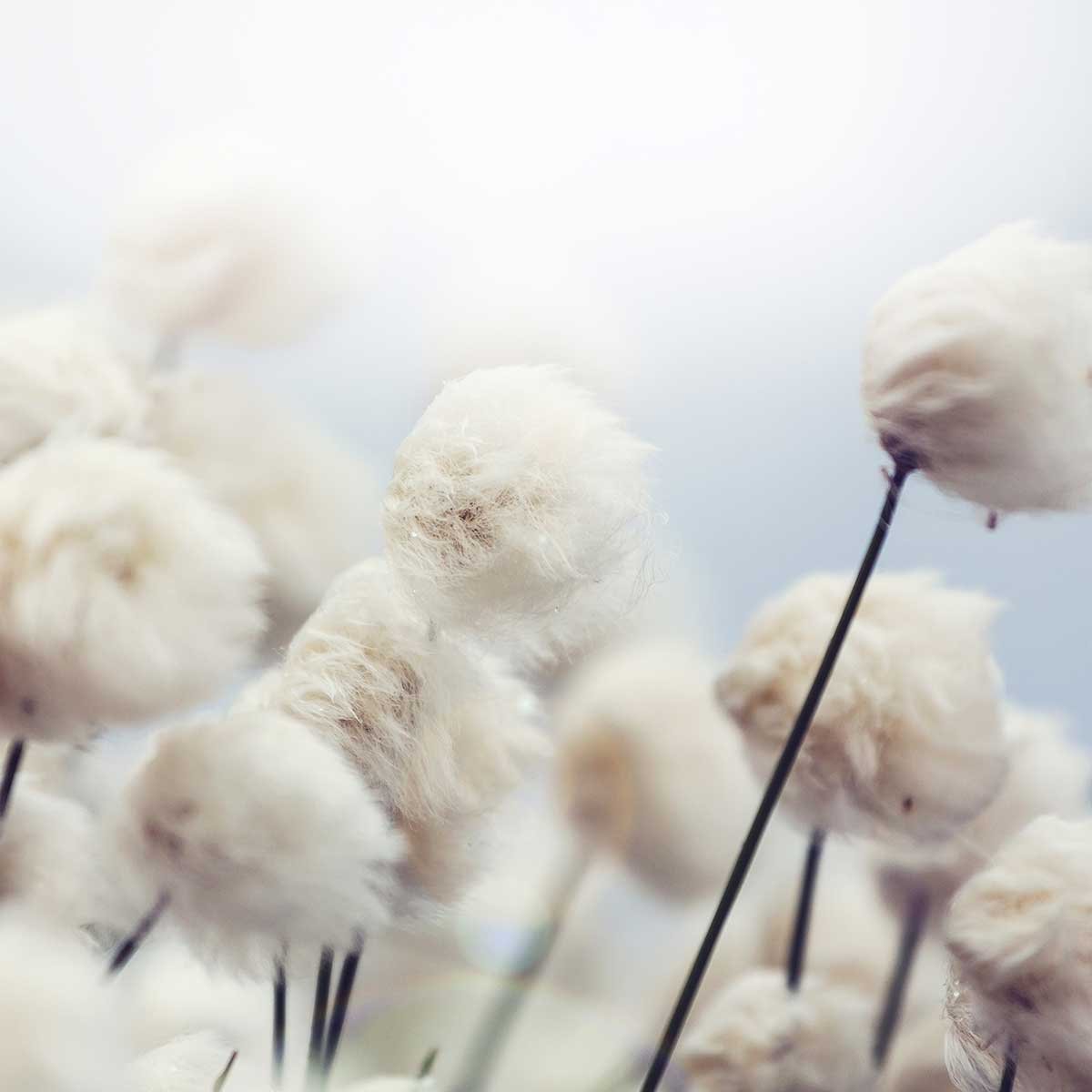 Tableau fleurs de coton au vent tableau alu dibond, HEXOA