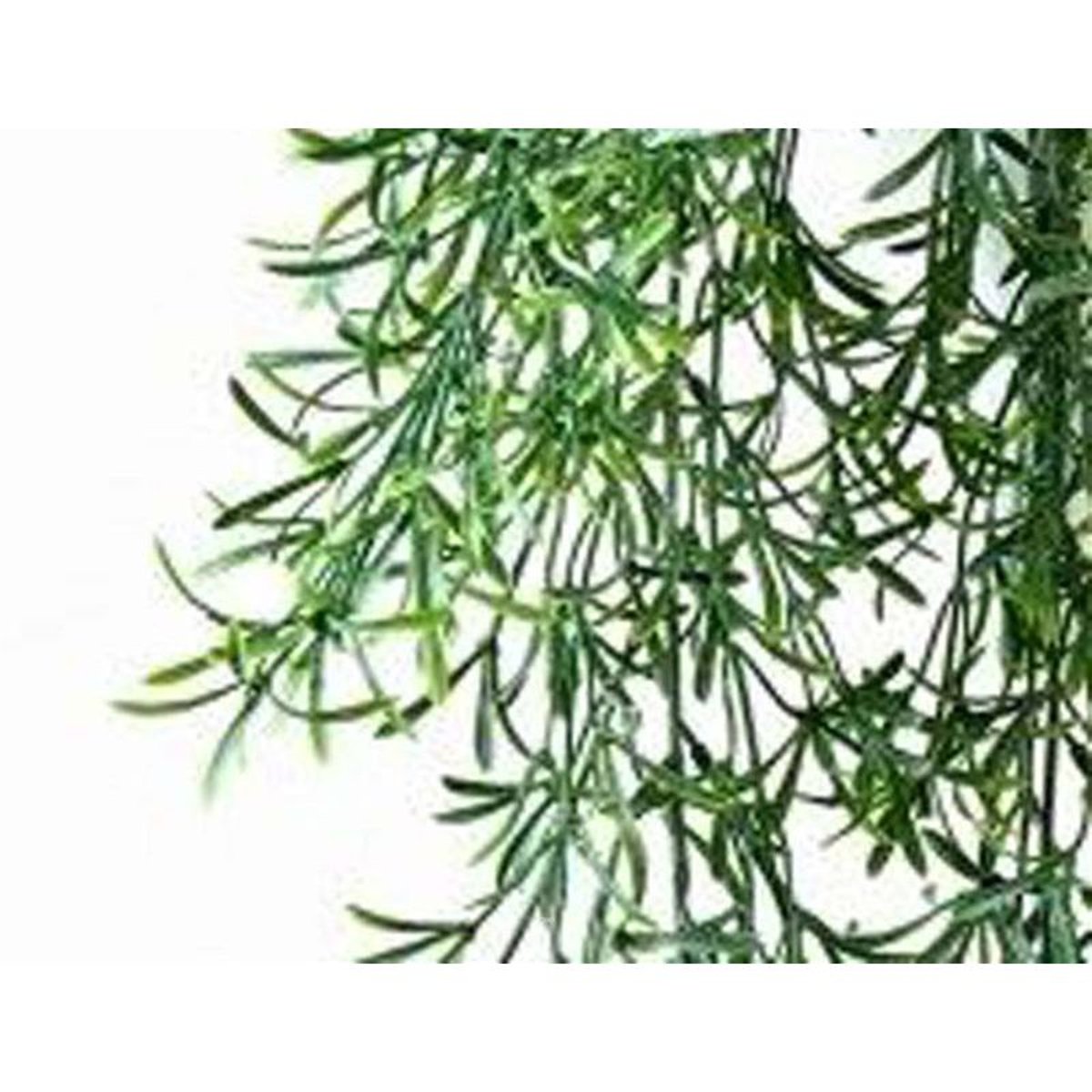 Feuillage factice Asparagus Sauvage en v002239, ARTIFICIELLES