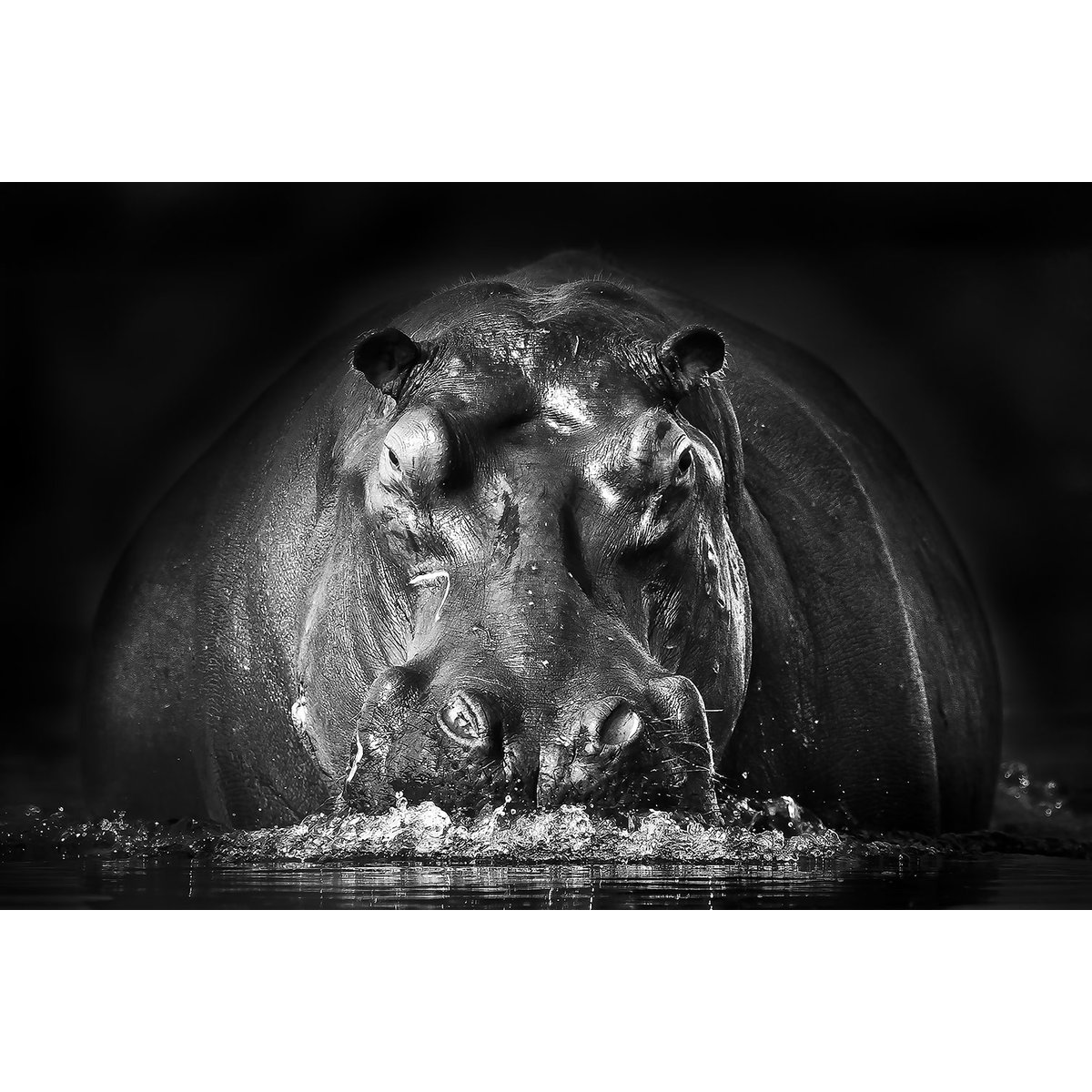 Tableau animaux portrait hippo tableau alu dibond, HEXOA