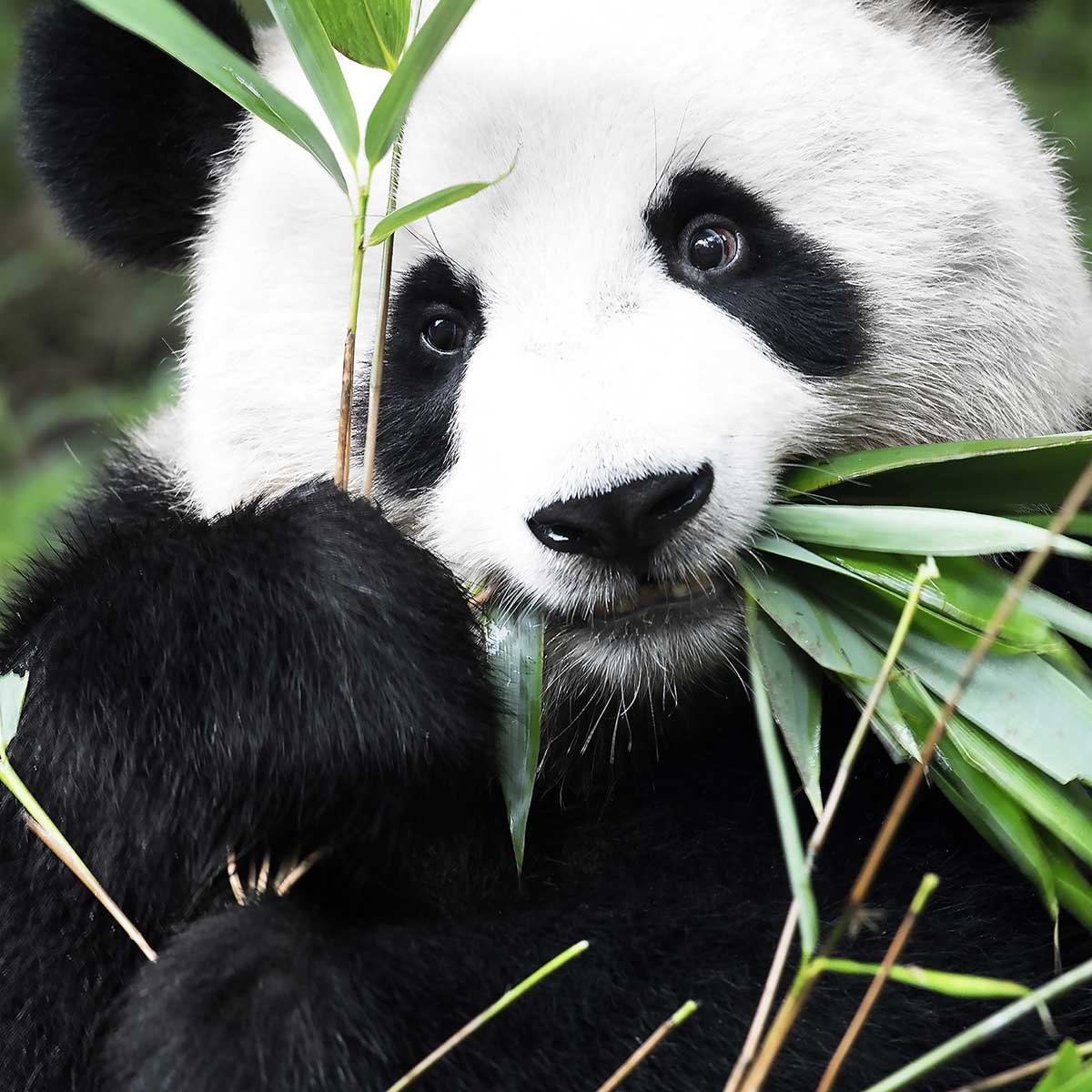 Tableau regard de panda tableau alu dibond, HEXOA