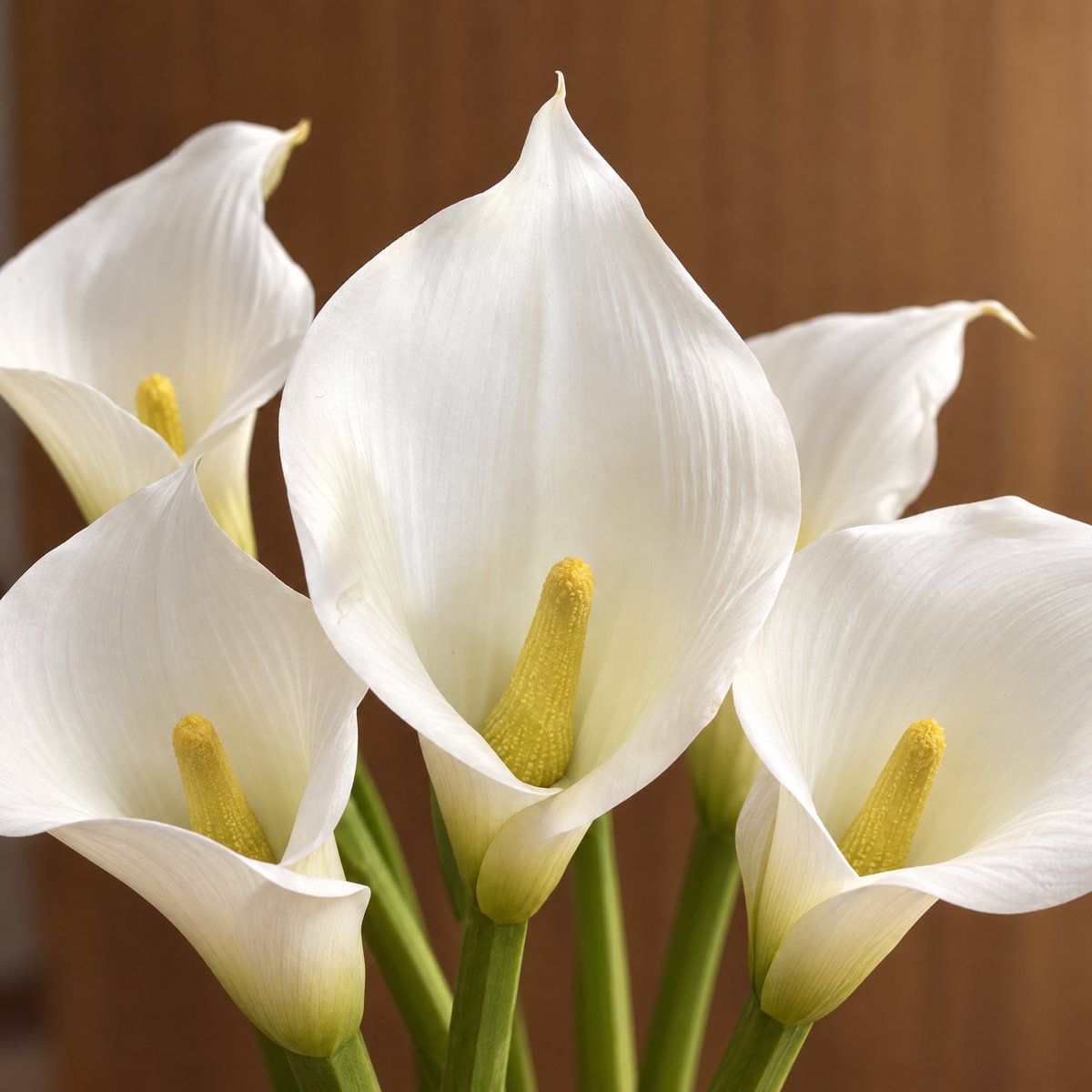 Tige d'arum artificielle H75 blanc, SIA