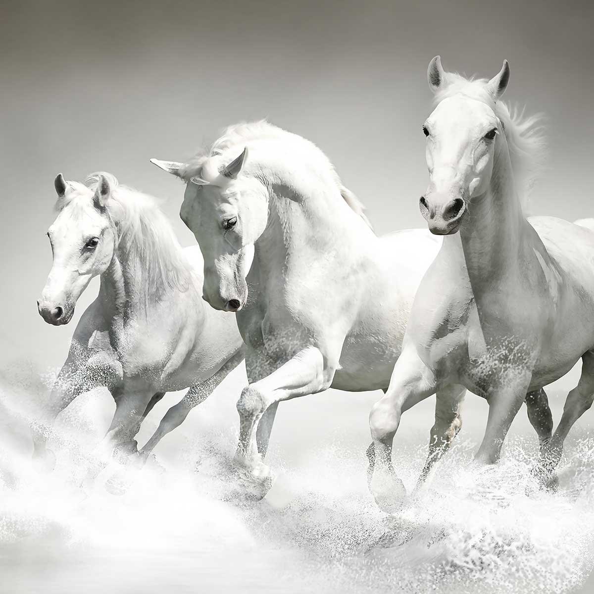 Papier peint chevaux blancs au galop intissé, HEXOA
