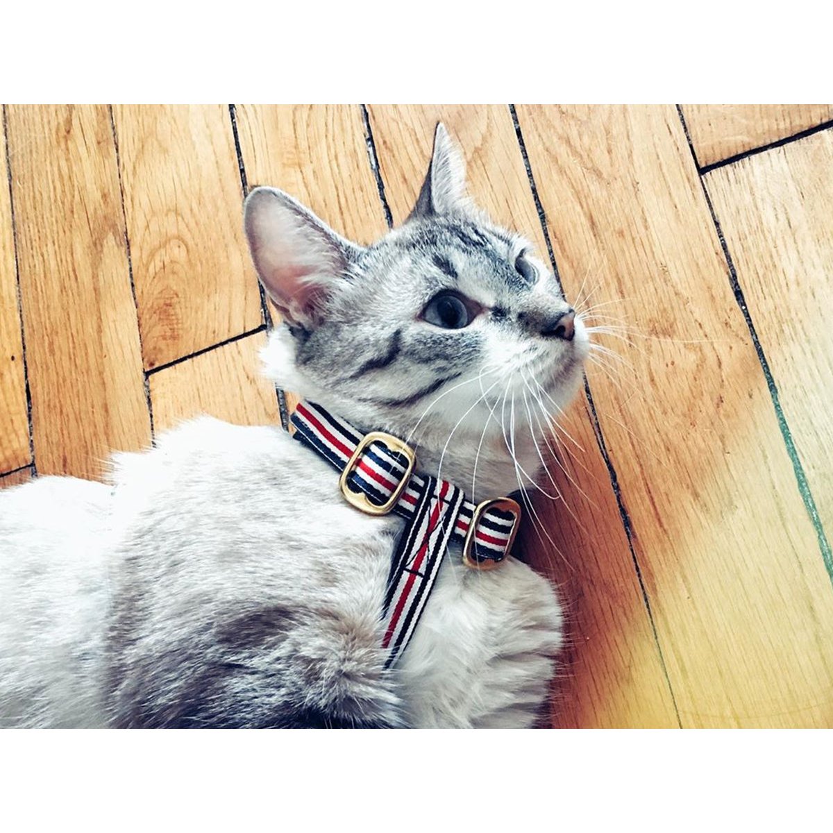 Harnais pour chat THE FRENCH BANBAN bleu, blanc, rouge, FRENCH BANDIT