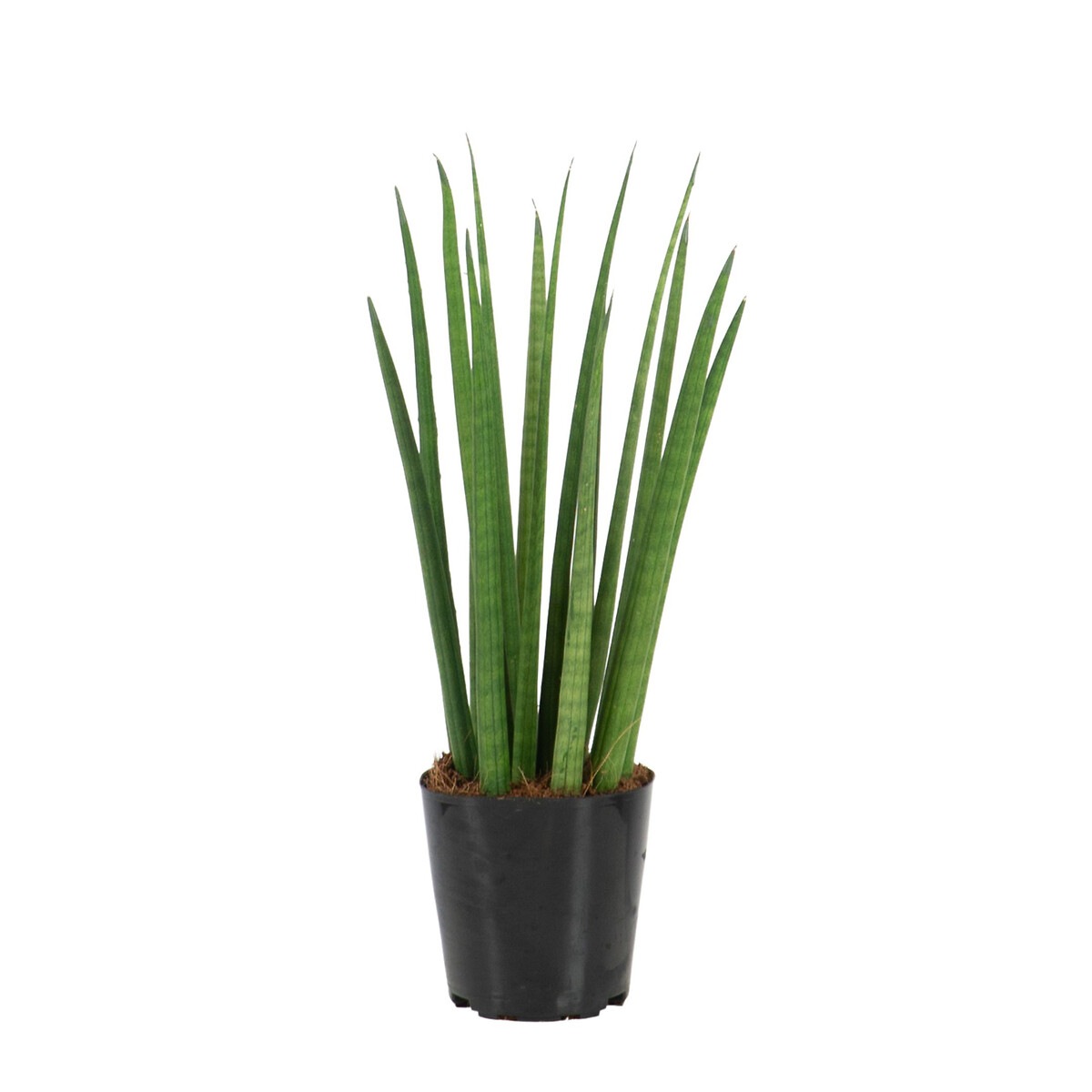 Planta Sansevieria Cylindrica, BIOMA  verde, BIOMA PLANTS