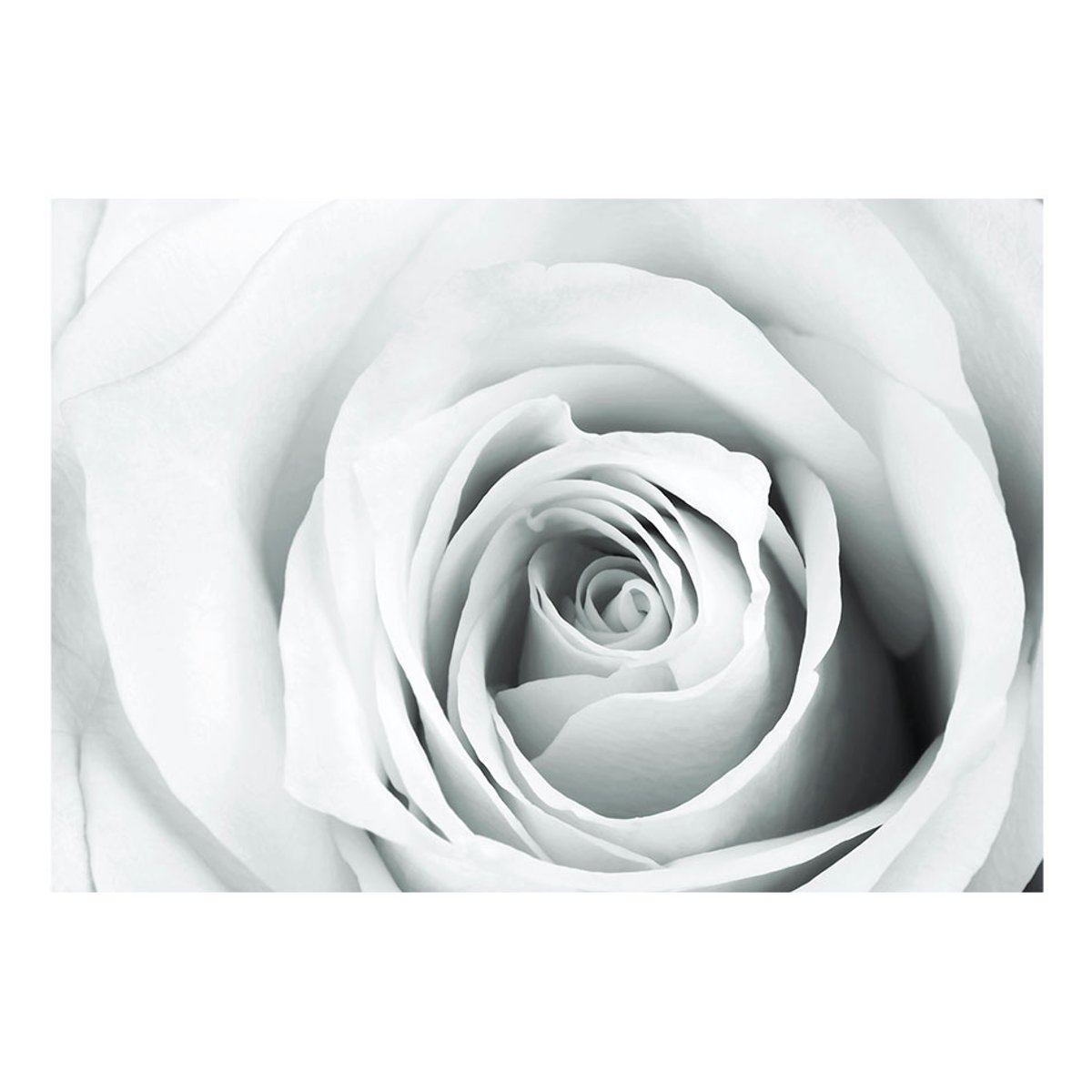 Papier peint intissé panoramique Fleurs Rose charade gris / argent, EDEN