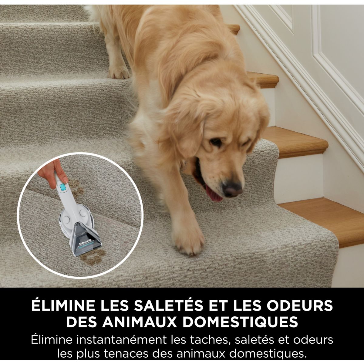 Nettoyeur détacheur StainStriker PX200EUT couleur unique, SHARK