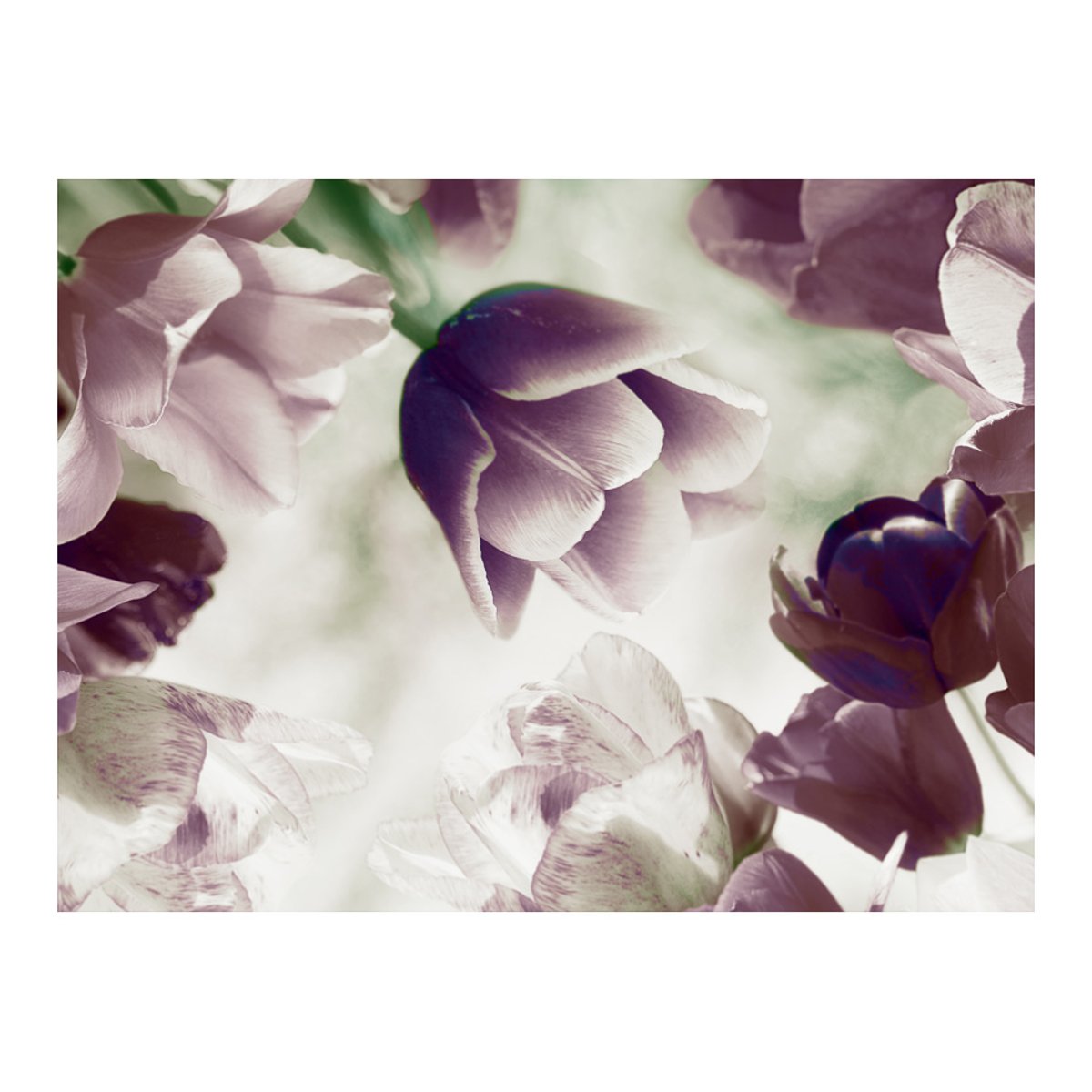 Papier peint intissé panoramique Fleurs Heavenly tulips violet, EDEN