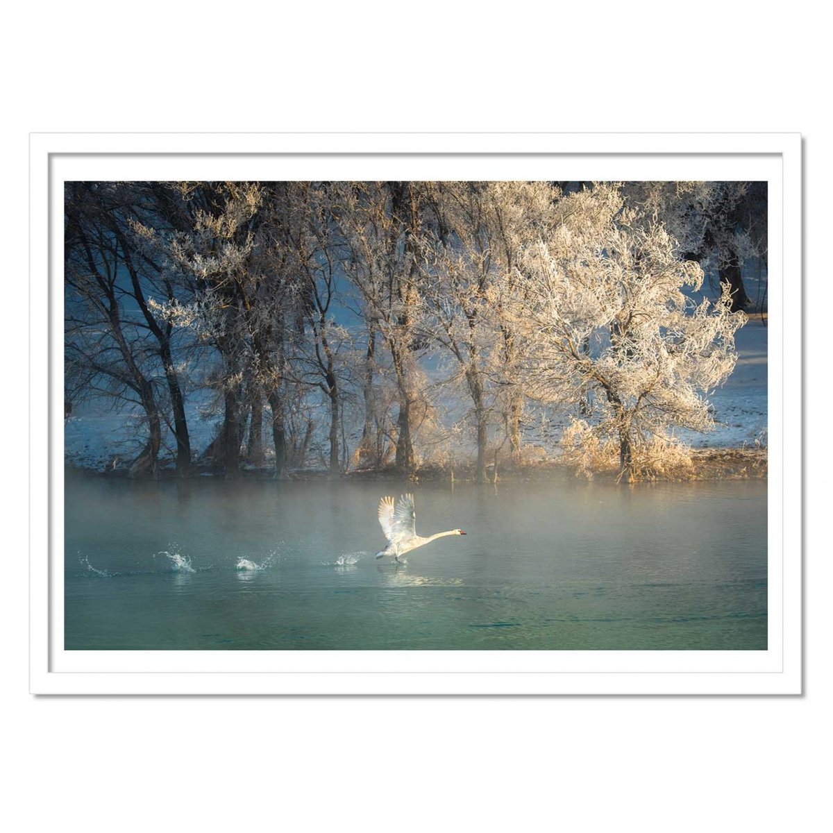 Affiche d'art - Spirit of a swan - C.Mei affiche d'art, WALL EDITIONS