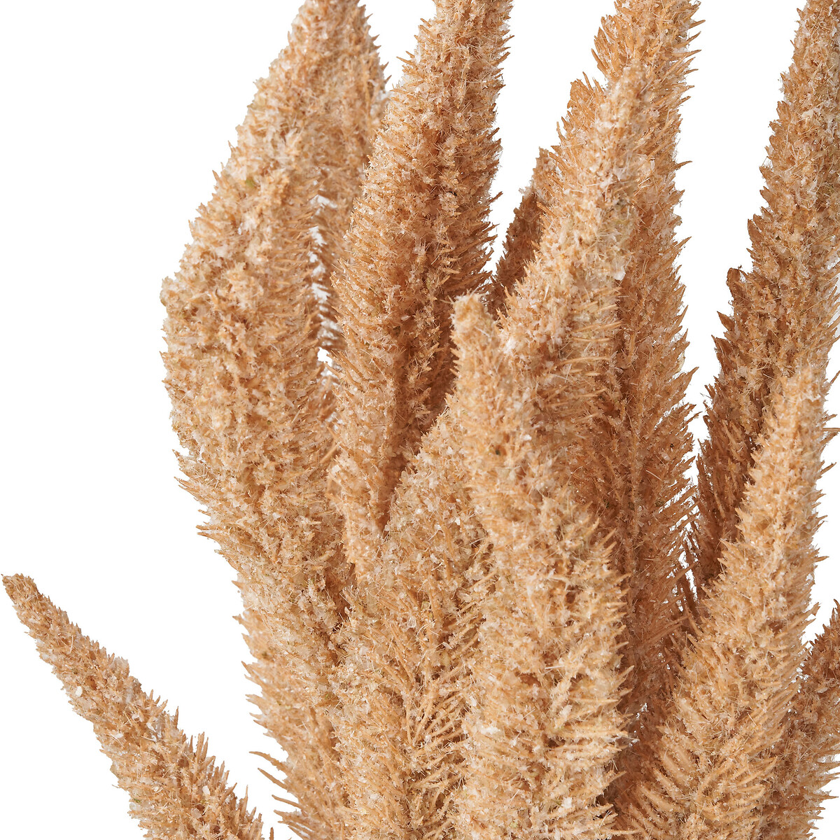 Set of 6 63cm Natural Apricot Foxtail Hand-Tied 3 Stem Bundles natural, SO'HOME