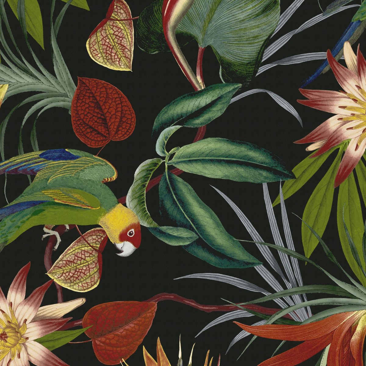 Papier peint Oiseaux Perroquet des îles noir, WOW