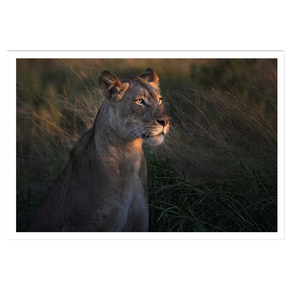 Affiche Lionne au crepuscule... affiche seule, HEXOA