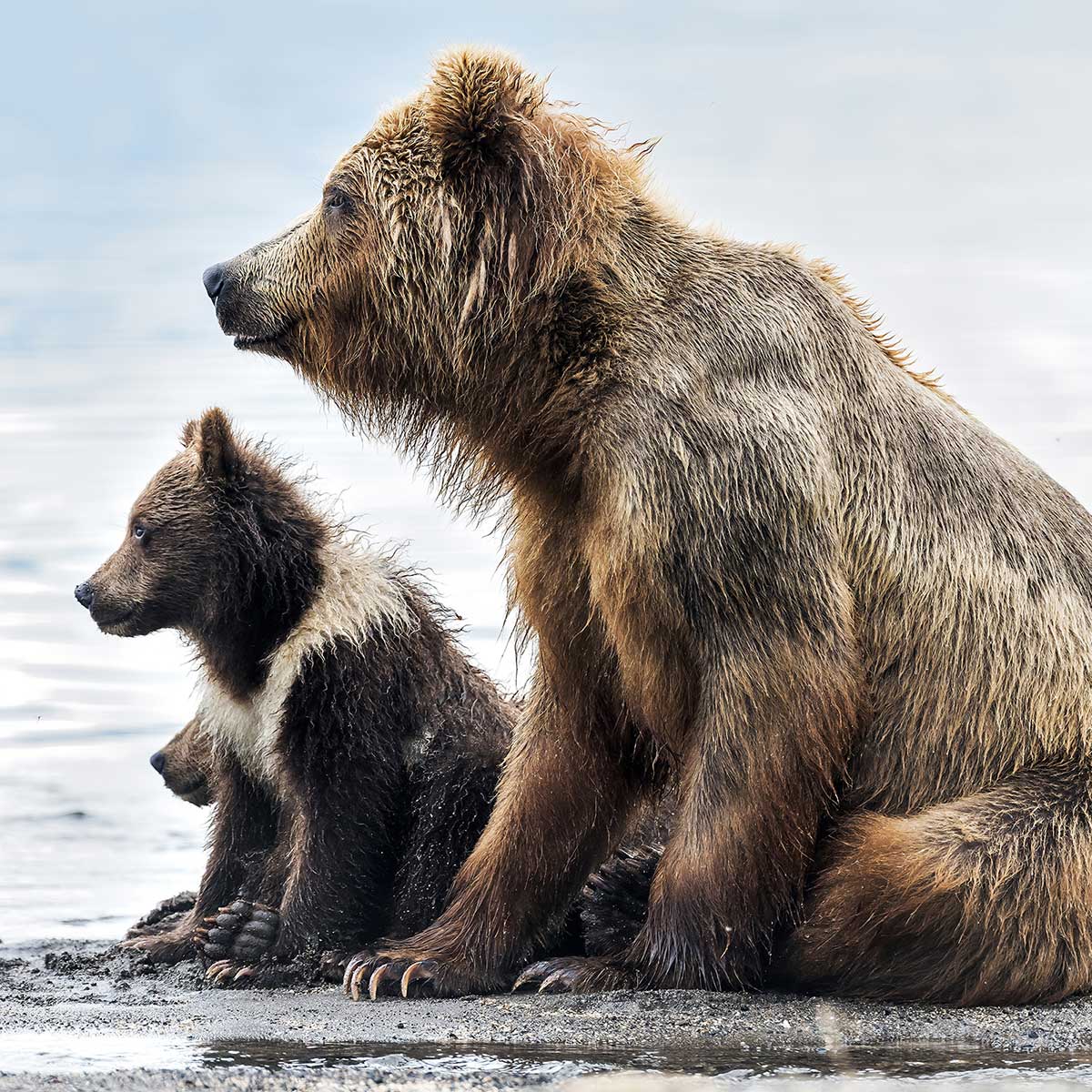 Tableau animaux profile Family tableau alu dibond, HEXOA