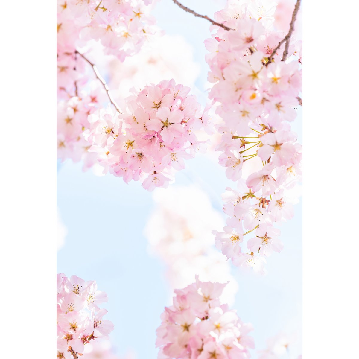 Papier peint panoramique BLOSSOM multicolore, LE PAPIERS DE NINON