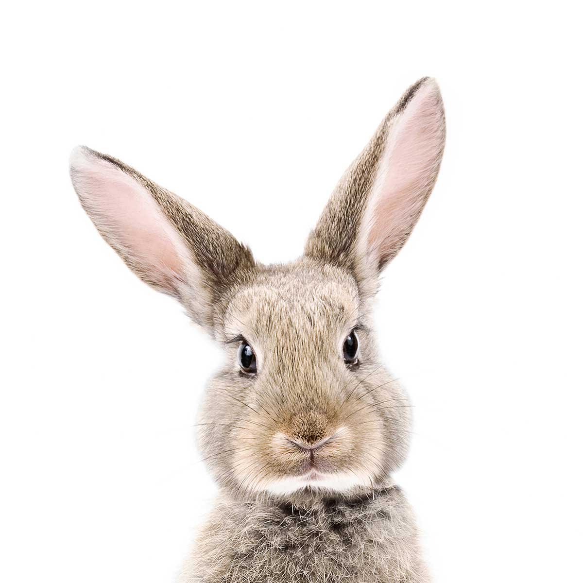 Affiche enfant bébé lapin affiche seule, HEXOA